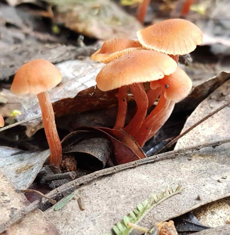 hongos
