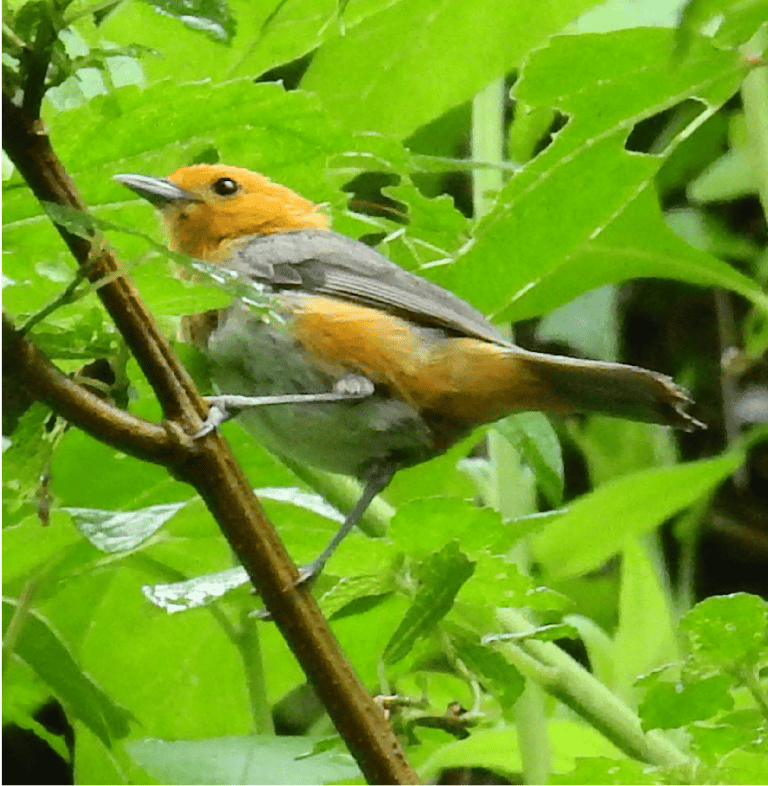 Aves, Reserva Privada