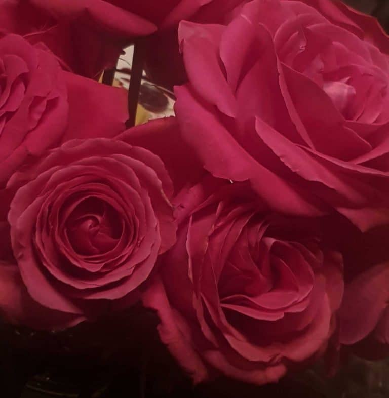 rosa