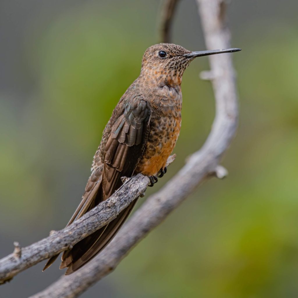 Aves en Sudamérica