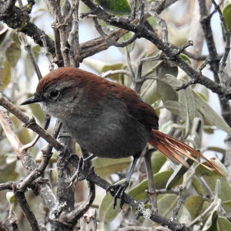 Aves en Sudamérica
